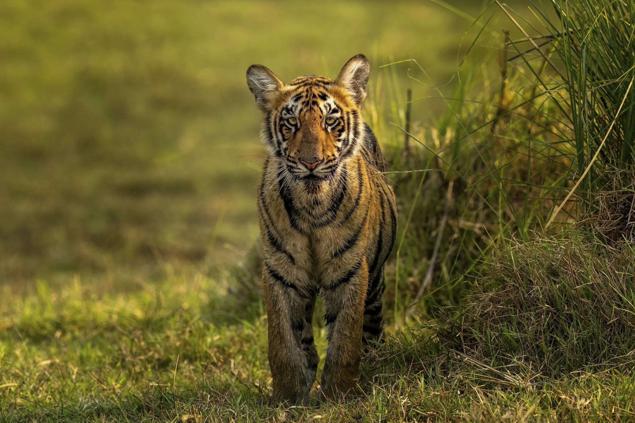 India Tiger Photography Tour – Umred & Tadoba